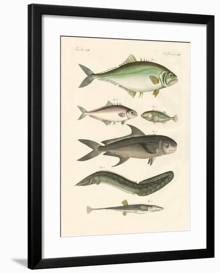 Strange Fish-null-Framed Giclee Print