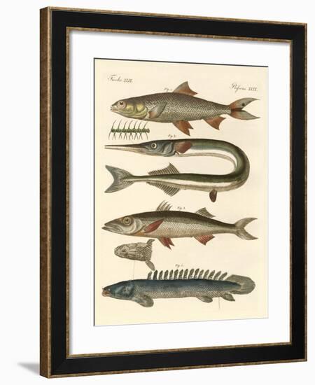 Strange Fish-null-Framed Giclee Print