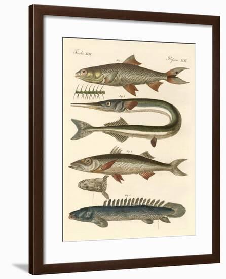 Strange Fish-null-Framed Giclee Print