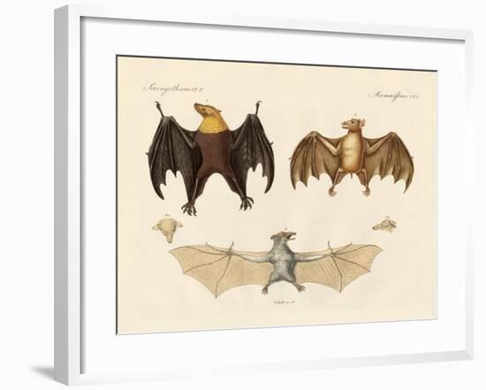 Strange Flap Animals-null-Framed Giclee Print