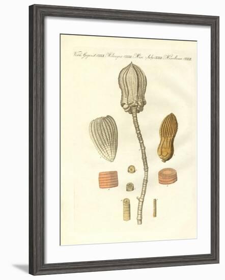 Strange Fossilizations-null-Framed Giclee Print