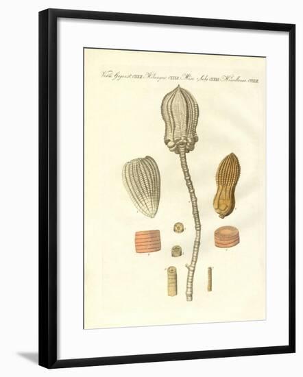 Strange Fossilizations-null-Framed Giclee Print