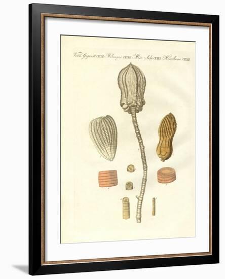 Strange Fossilizations-null-Framed Giclee Print