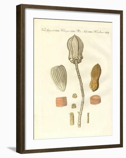 Strange Fossilizations-null-Framed Giclee Print