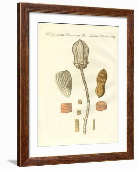 Strange Fossilizations-null-Framed Giclee Print