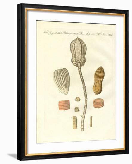 Strange Fossilizations-null-Framed Giclee Print