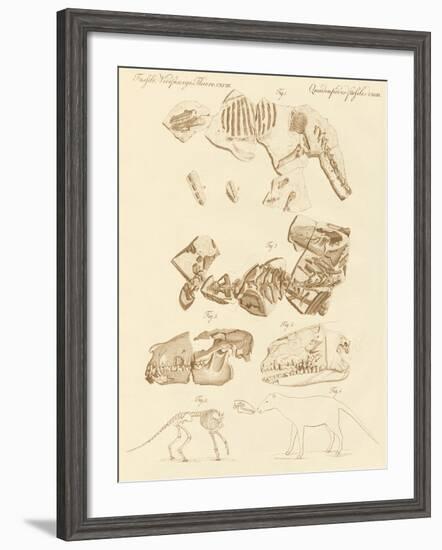 Strange Fossils of Four-Footed Animals-null-Framed Giclee Print