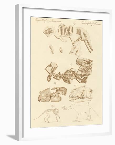 Strange Fossils of Four-Footed Animals-null-Framed Giclee Print