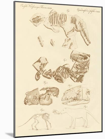 Strange Fossils of Four-Footed Animals-null-Mounted Giclee Print