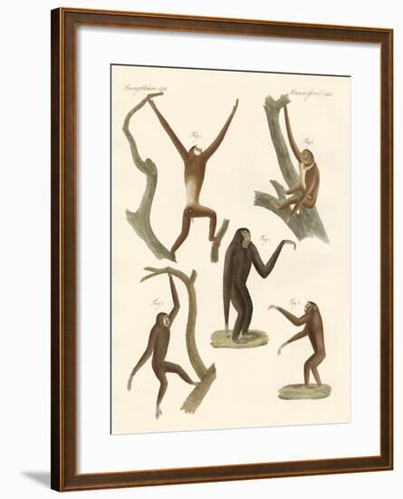 Strange Gibbons-null-Framed Giclee Print