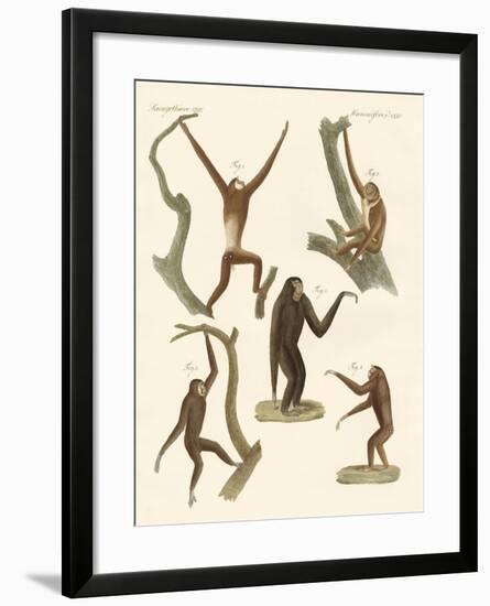 Strange Gibbons-null-Framed Giclee Print