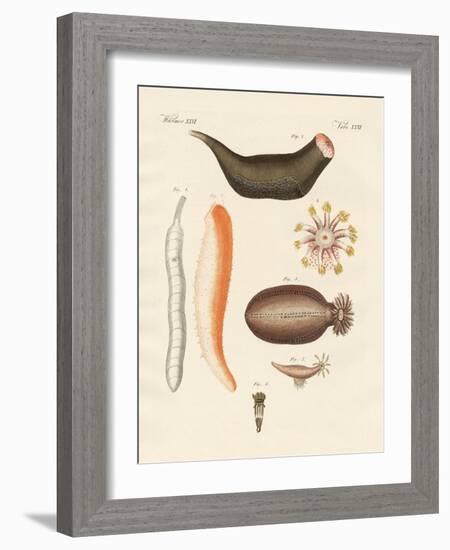 Strange Holothuries-null-Framed Giclee Print