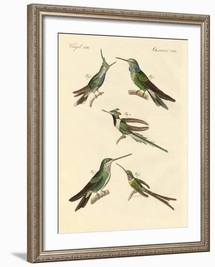 Strange Hummingbirds-null-Framed Giclee Print