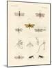 Strange Insects-null-Mounted Giclee Print