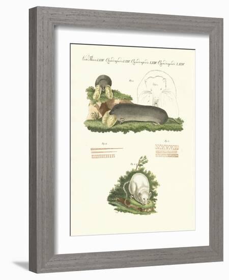 Strange Mammals-null-Framed Giclee Print