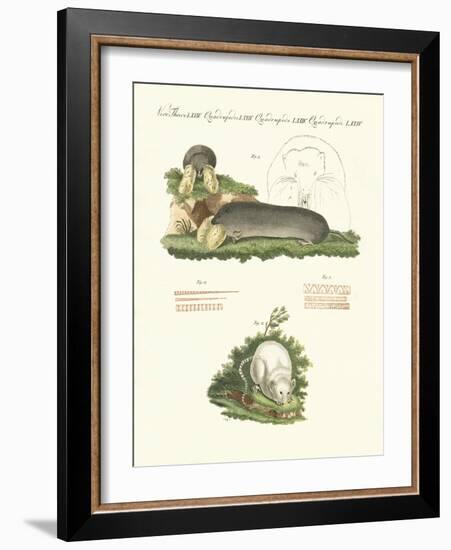 Strange Mammals-null-Framed Giclee Print