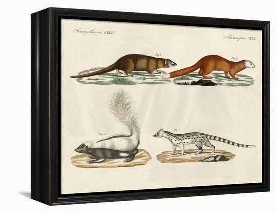 Strange Mammals-null-Framed Premier Image Canvas