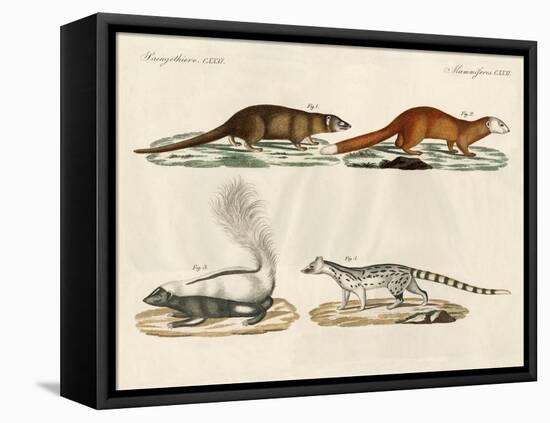 Strange Mammals-null-Framed Premier Image Canvas