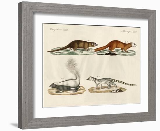 Strange Mammals-null-Framed Giclee Print