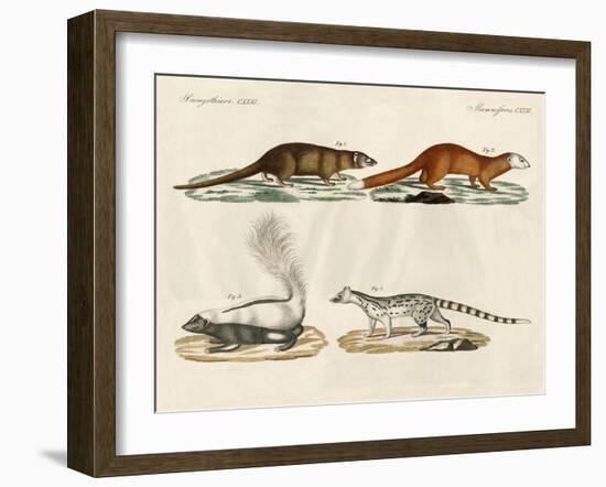 Strange Mammals-null-Framed Giclee Print