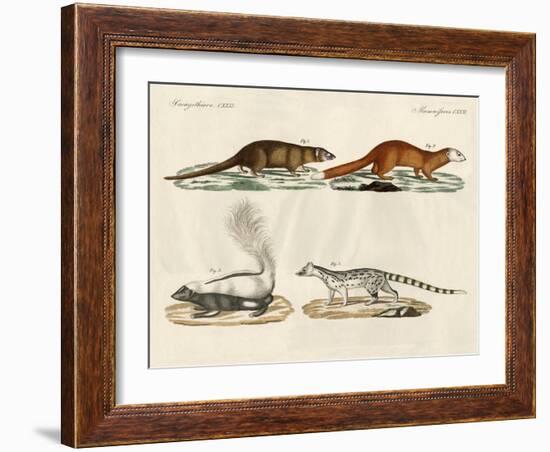 Strange Mammals-null-Framed Giclee Print