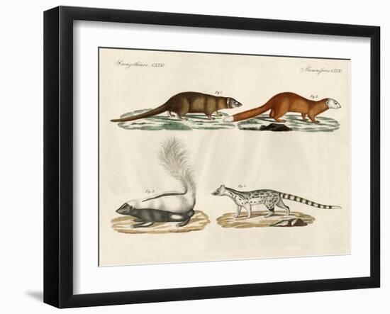 Strange Mammals-null-Framed Giclee Print