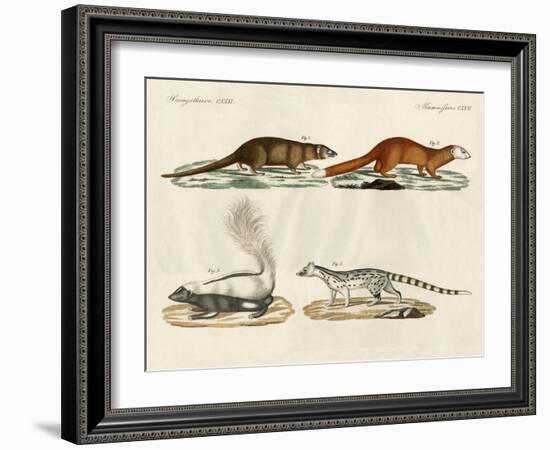 Strange Mammals-null-Framed Giclee Print