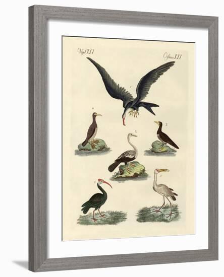 Strange Marsh-Birds and Waterbirds-null-Framed Giclee Print