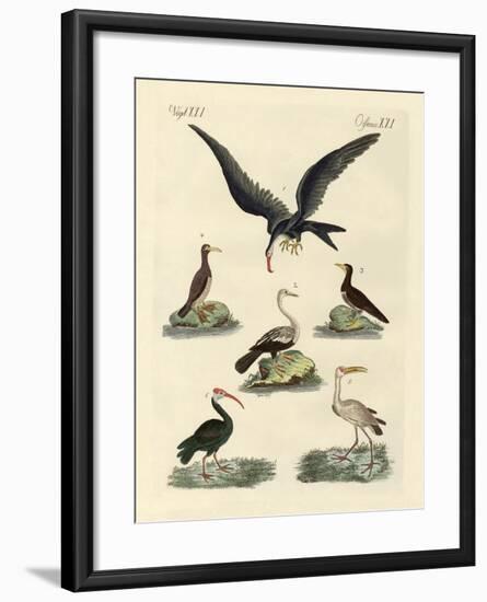 Strange Marsh-Birds and Waterbirds-null-Framed Giclee Print