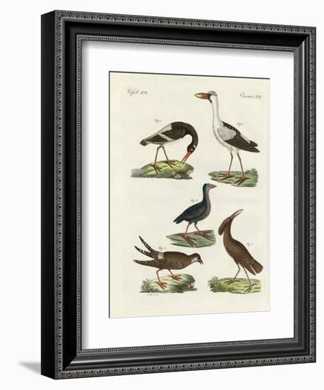 Strange Marsh-Birds-null-Framed Giclee Print