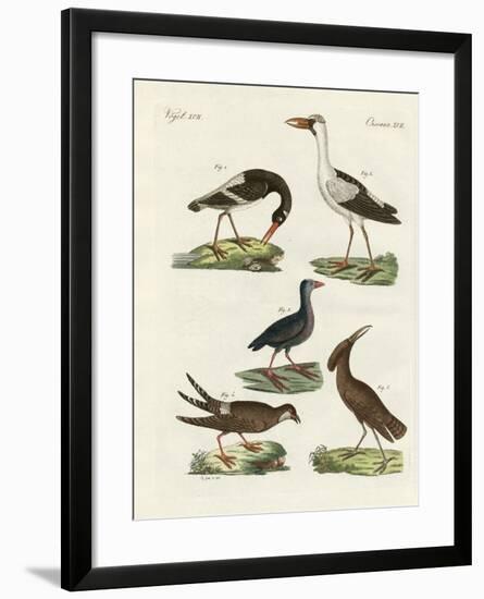 Strange Marsh-Birds-null-Framed Giclee Print