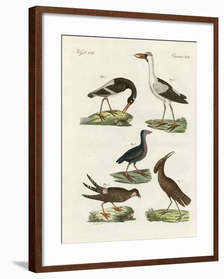 Strange Marsh-Birds-null-Framed Giclee Print