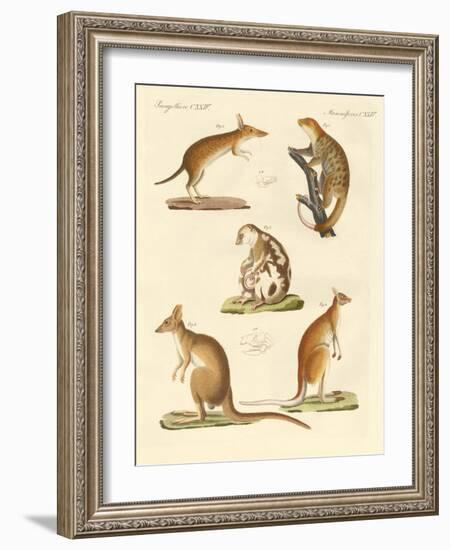 Strange Marsupials-null-Framed Giclee Print
