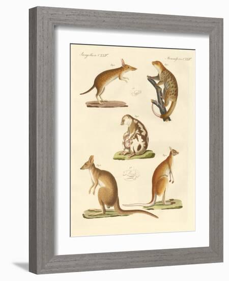 Strange Marsupials-null-Framed Giclee Print