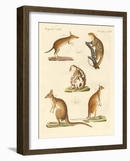 Strange Marsupials-null-Framed Giclee Print