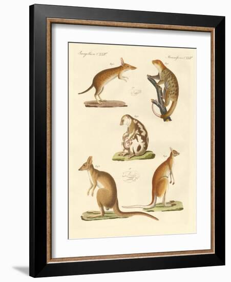 Strange Marsupials-null-Framed Giclee Print