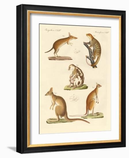 Strange Marsupials-null-Framed Giclee Print