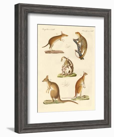 Strange Marsupials-null-Framed Giclee Print