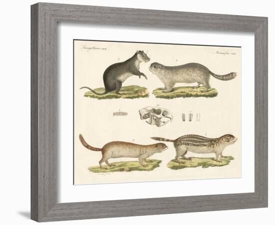 Strange Rodents-null-Framed Giclee Print