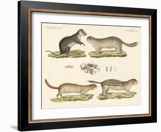 Strange Rodents-null-Framed Giclee Print