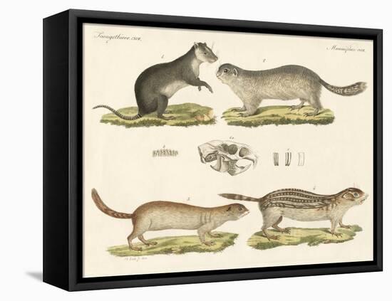 Strange Rodents-null-Framed Premier Image Canvas