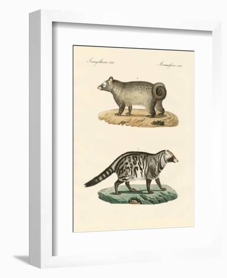 Strange Skunks-null-Framed Giclee Print