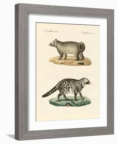 Strange Skunks-null-Framed Giclee Print