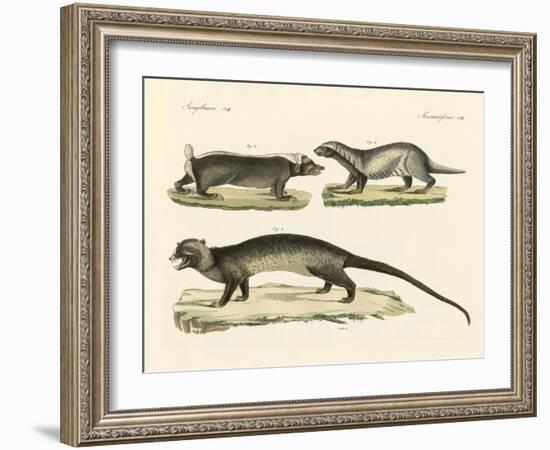 Strange Skunks-null-Framed Giclee Print