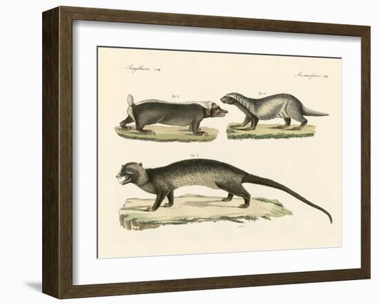 Strange Skunks-null-Framed Giclee Print