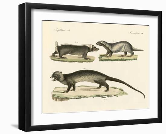 Strange Skunks-null-Framed Giclee Print