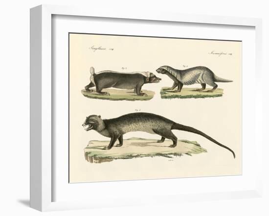 Strange Skunks-null-Framed Giclee Print