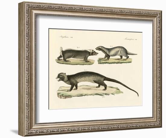 Strange Skunks-null-Framed Giclee Print