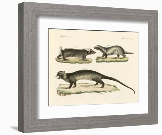 Strange Skunks-null-Framed Giclee Print