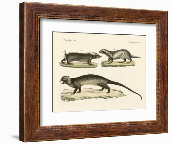 Strange Skunks-null-Framed Giclee Print